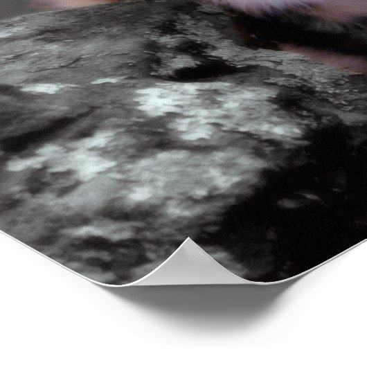 Poster Cubes de léopard des neiges (Coin)