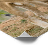 Poster Cubes de Lion Africains avec mère (Coin)