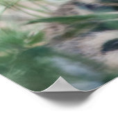 Poster Cubes de tigre (Coin)