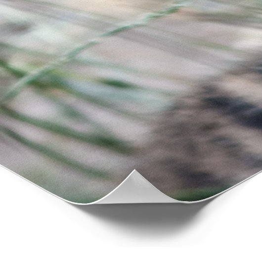 Poster Cubes de tigre (Coin)