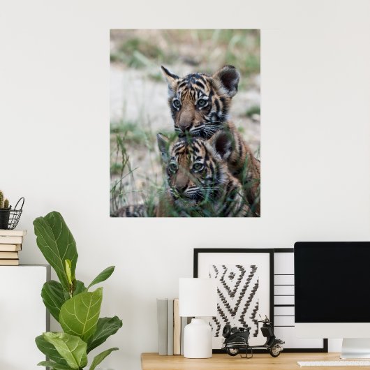 Poster Cubes de tigre (Bureau à domicile)