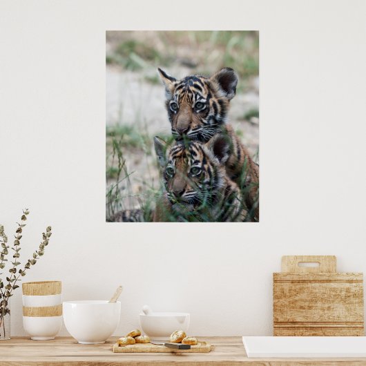 Poster Cubes de tigre (Cuisine)