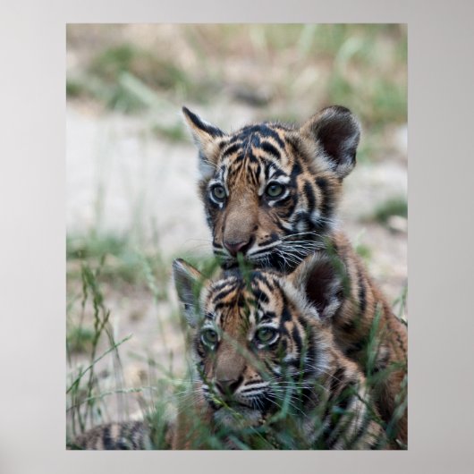 Poster Cubes de tigre (Devant)