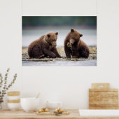 Poster Cubes d'ours Brown au ruisseau (Cuisine)