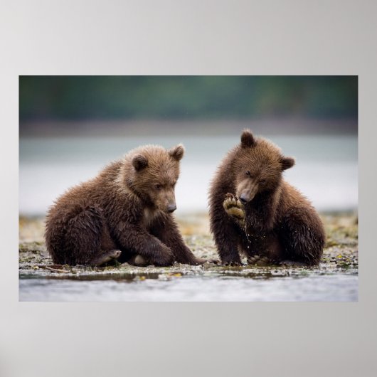 Poster Cubes d'ours Brown au ruisseau (Devant)
