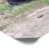 Poster Cubes d'ours noirs (Coin)