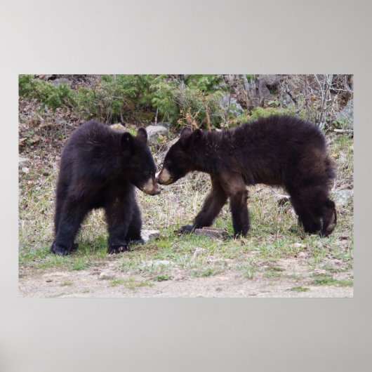 Poster Cubes d'ours noirs (Devant)