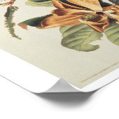 Poster Cuckoo à bec noir sur Magnolia Grandiflora, 1828, (Coin)