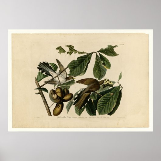 Poster Cuckoo_Audubon à bec jaune (Devant)