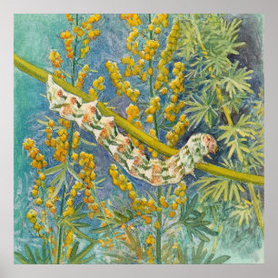 Poster Cucullia Absinthii Wormwood