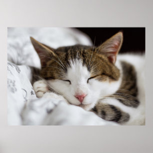 Poster Cuisine Blanc Brown Gris Noir Chat Dormir