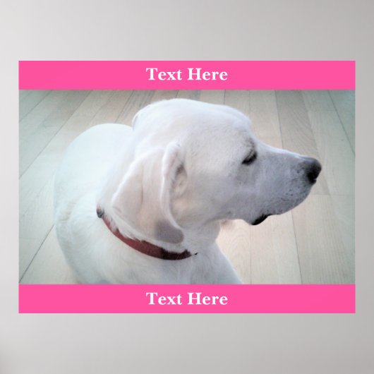 Poster Cuisine Blanc Labrador Retriever Mix Profil de chi (Devant)