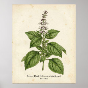 Poster Cuisine botanique personnalisée à l'herbe de basil