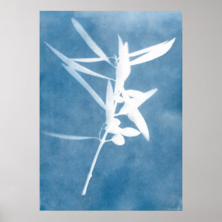Poster Cuisine Vintage d'Oliveraie Bleue Photo Cyanotype