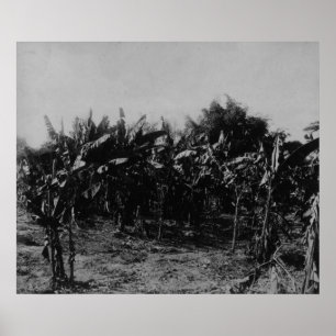 Poster Culture de la banane, Trinidad, c.1891