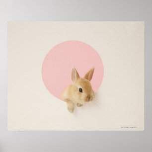Poster Cuniculus 3 d'Oryctolagus