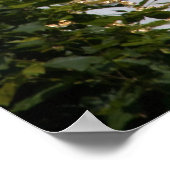 Poster Cupola (Coin)