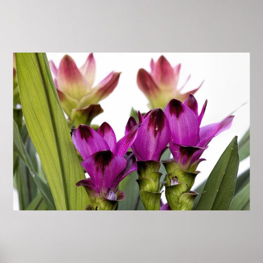 Poster Curcuma (Devant)