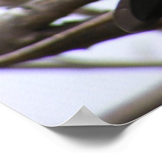 Poster Cure à tête cerise 1 (Coin)