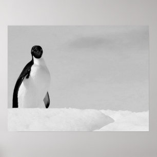 Poster Curieux Adelie Penguin debout sur la neige antarct