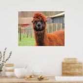 Poster Curieux Alpaca ~ imprimer (Cuisine)