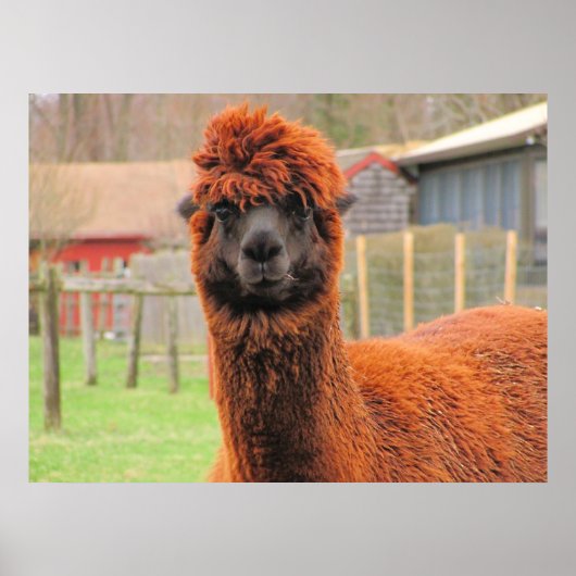 Poster Curieux Alpaca ~ imprimer (Devant)