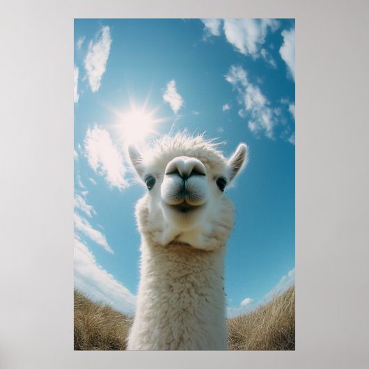 Poster Curieux Alpaca sous le soleil (Devant)