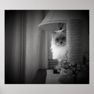 Poster Curieux Chat,