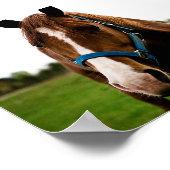 Poster Curieux châtaignier (Coin)