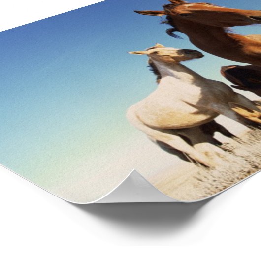 Poster Curieux Cheval (Coin)