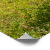 Poster Curieux Cheval dans une prairie alpine en été (Coin)