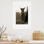 Poster Curieux Corgi (Cuisine)