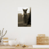 Poster Curieux Corgi (Cuisine)