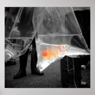 Poster Curieux de poisson d'or / Photo