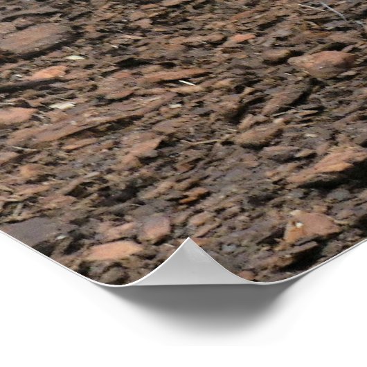 Poster Curieux dinde. (Coin)