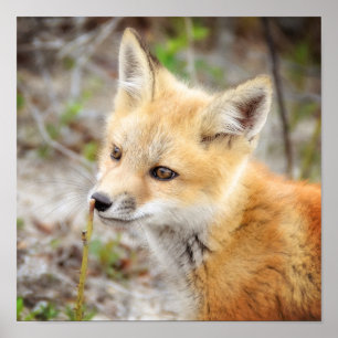 Poster Curieux Kit Young Fox