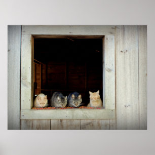 Poster Curieux Kitties qui chatouille vers le bas