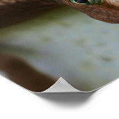 Poster Curieux Lézard Wall Art (Coin)