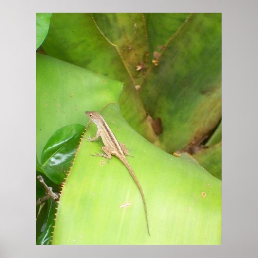Poster Curieux Lizard (Devant)