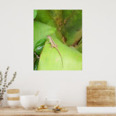Poster Curieux Lizard (Cuisine)