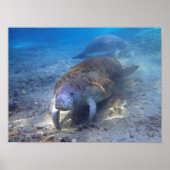 Poster Curieux Manatee (Devant)