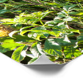 Poster Curieux ours noir (Coin)