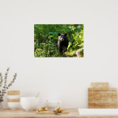 Poster Curieux ours noir (Cuisine)