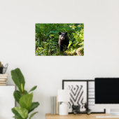 Poster Curieux ours noir (Bureau à domicile)