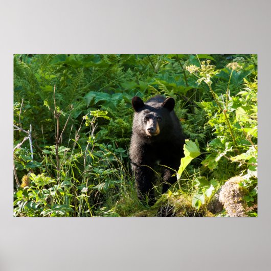 Poster Curieux ours noir (Devant)