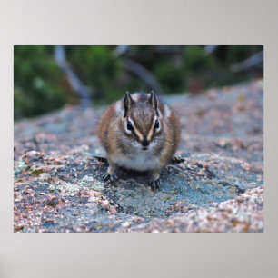 Poster Curieux Petit Chipmunk