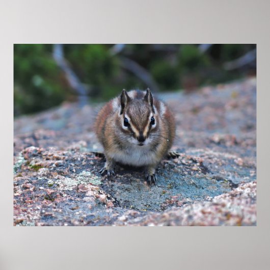Poster Curieux Petit Chipmunk (Devant)