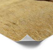 Poster Curieux Pronghorn Antelope Imprimer (Coin)