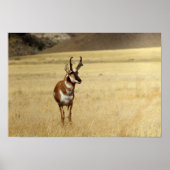 Poster Curieux Pronghorn Antelope Imprimer (Devant)