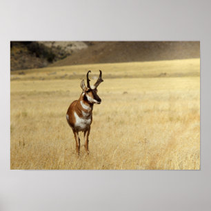 Poster Curieux Pronghorn Antelope Imprimer